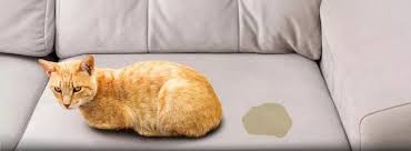 Cat Pee Smell In The Couch Solution