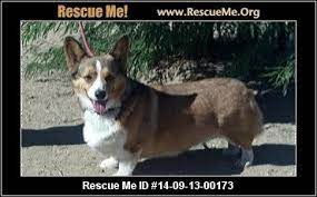 Maybe you would like to learn more about one of these? Corgi Rescue California Corgi Corgi Rescue Pet 1