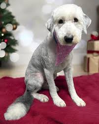 Thank you from the bottom of my heart to all my lovely clients. Hoping  everyone has a very happy and peaceful Christmas and a prosperous new year.  Here are a few gorgeous