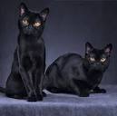 Cat Breeds List - Search 60+ cat breeds with pictures
