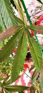 It most commonly appears on leaves, but can also attack stems, flowers, and fruit. Milk For Powdery Mildew 420 Magazine