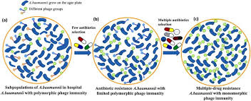 Image result for Striga baumannii