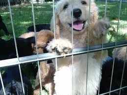 They have become popular family pets as they shed less than the. Labradoodle Puppies 8 Weeks Old For Sale In Melbourne Florida Classified Americanlisted Com