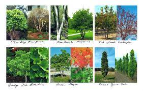Franklinia alatamaha is a small tree that is extraordinary in so many ways. 6 Best Trees For Your Urban Garden Small Space Landscaping Trees