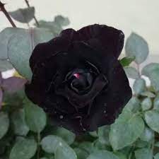 Buy black roses and get the best deals at the lowest prices on ebay! Black Rose Flower Plant In Dhaka Bangladesh Home Delivery