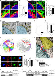 Mature human red blood cells survive without a nucleus. Mitochondria Form Contact Sites With The Nucleus To Couple Prosurvival Retrograde Response Science Advances