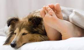Why Does My Dog Sleep By My Feet It S Not A Dominance Move Dogdorable