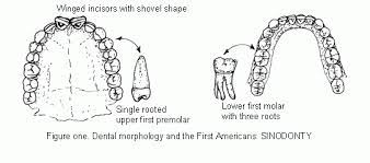 Thick Hair, Small Boobs, Shovel Shaped Teeth And More | Dnaexplained –  Genetic Genealogy