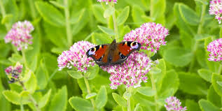 Otrzymaj 32.000 s stockowego materiału wideo monarch butterfly on plant z 23.98 kl./s. 29 Flowers That Attract Butterflies Garden Plants That Attract Pollinators