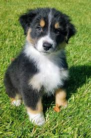 The current median price for all miniature australian shepherds sold is $1,425.00. Pennysaver Akc Australian Shepherd Puppies In San Diego California Usa