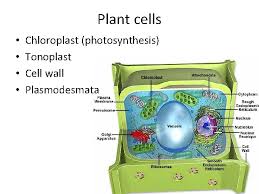 This organelle is essentially an enclosed compartment that is the tonoplast contains numerous proteins that are responsible in the transport of small solutes and salts; Structure Of Cells Proand Eukaryotic Cells Viruses Fungi