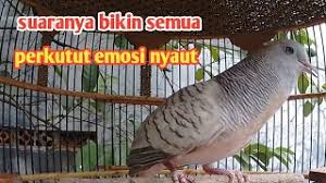 Maybe you would like to learn more about one of these? Download Lagu Suara Perkutut Silver Istimewa Mp3 Video Mp4 3gp