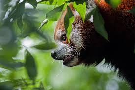 3440 x 1440 2560 x 1080. Red Panda Computer Wallpapers Desktop Backgrounds 3872x2592 Id 650172 Red Panda Cutest Animals On Earth Panda Wallpapers