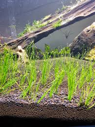 Aqulife Premium Freshwater Aquarium Dwarf Hairgrass Seeds - India | Ubuy