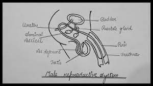 The male reproductive system a profile of body system howstuffworks. Male Reproductive System How To Draw Male Reproductive System Diagram Biology Ncert Youtube