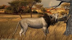 Lion vore - ThisVid.com