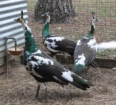 Peacocks, black shoulder pied pair. Varieties Of Peacocks And Peahens For Sale Bloemfontein Peacocks Public Ads 72650