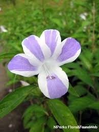 Image result for Barleria capitata