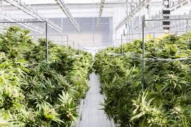 Image result for Cannabis sativa