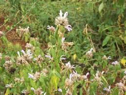 Image result for Monothecium glandulosum