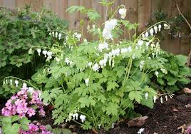 Image result for Dicentra spectabilis alba