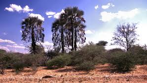 Image result for Megaloprotachne albescens