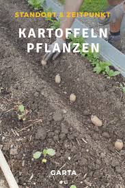 Kartoffeln Pflanzen Tipps Fur Standort Tiefe Und Zeitpunkt Kartoffeln Pflanzen Pflanzen Garten