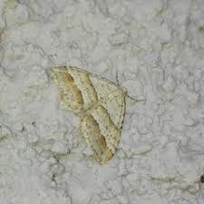 Image result for Mesotype parallelolineata