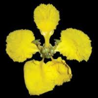 Image result for Sphedamnocarpus pruriens