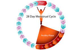 Phases Of Menstrual Cycle Gynoveda