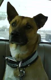 Check spelling or type a new query. Roxie Pitbull Border Collie Mix By Kittcreations Fur Affinity Dot Net