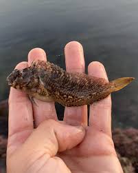 Image result for Blepharis inopinata