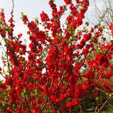 Check spelling or type a new query. Double Take Scarlet Quince Naturehills Com