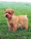 Norfolk Terrier - Wikipedia