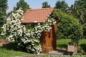 Wir zeigen ihnen, was sie beim pflanzen ihrer rosen beachten sollten. Kletterrosen Pflege Pflanzen Dungen Schnitt