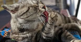 Mana yang sudah kamu ketahui? 9 Fakta Menarik Tentang Hewan Kucing Yang Perlu Anak Ketahui Popmama Com