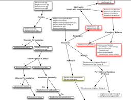 54 Veracious Microbiology Gram Stain Flow Chart