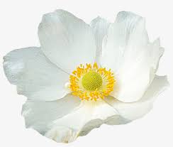 Flowers come in shades of pink, gold, white or orange. White Flower Png White Flowers With A Clear Background Transparent Png 1280x1022 Free Download On Nicepng