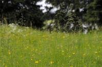 Image result for Trichopteryx marungensis