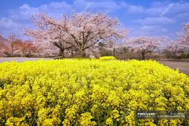Not only will it add a little something extra in the yellow department, it also attracts butterflies. Cherry Blossom Trees And Yellow Flowers In A Park Tokyo Honshu Japan Scenics Sakura Trees Stock Photo 461901364