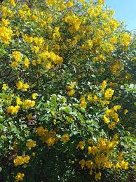 Image result for Cassia angolensis