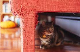 How To Stop Cats From Scratching Your Furniture In 2021 Stop Cat Scratching Furniture Cat Scratching Furniture Cats