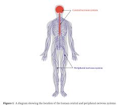 Central nervous system (cns) peripheral nervous system (pns) composed of the brain and spinal cord. Lesson Explainer Structures Of The Nervous System Nagwa