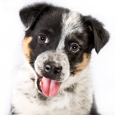 Texas heelers are a selective cross between blue heelers (aka australian cattle dog) and australian shepherds. Texas Heeler Breed Information Characteristics Heath Problems Dogzone Com