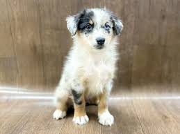 Greenfield puppies has puppies for sale in ohio! Australian Shepherd Dog Male Blue Merle 2688443 Petland Lancaster Ohio
