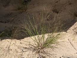 Image result for Aristida transvaalensis