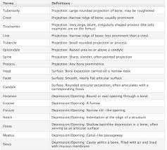 Bone Markings Chart Google Search Medical School Motivation Anatomy And Physiology Medical Anatomy