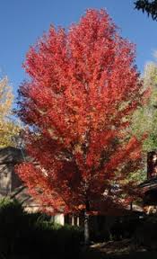 Simply put, the very best care of autumn blaze maple is to prune it early, often and aggressively the first ten years after planting. In Praise Of Bad Trees Denver Botanic Gardens
