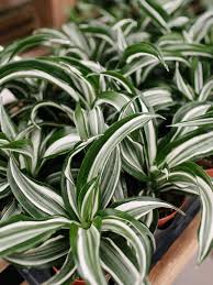 Image result for Dracaena laxissima