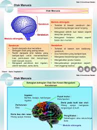 Sistem saraf pada manusia|sistem saraf manusia dibedakan menjadi sistem saraf sadar dan sistem saraf tak sadar. Bab 2 Ting 4